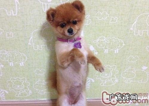 【检测】小狗专业技能趣味测试