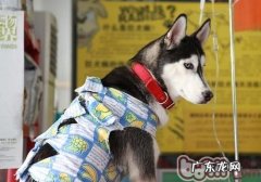 小狗打点滴不可以过快