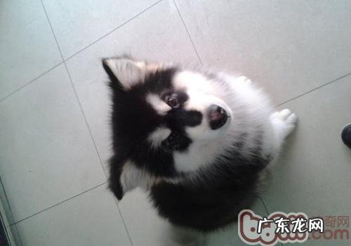 怎么让小狗的被毛更有光泽度