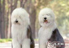 古代牧羊犬掉毛