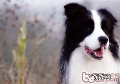 小狗洗完澡哆嗦的缘故