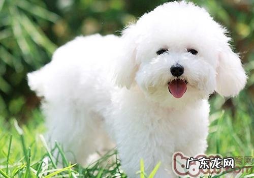 比熊吃什么狗粮好