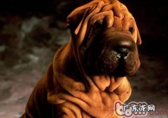 是否怀孕了了就一定不可以养宠物