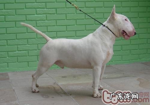 如何种好牛头梗