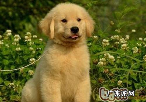 养宠物必须了解的事有什么