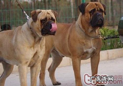 狗必须佩戴口罩吗