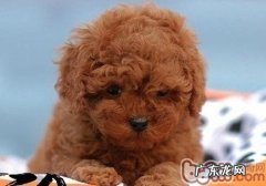 如何防止小狗在车轮胎上小便