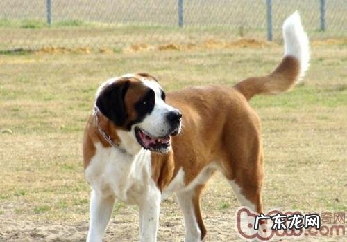 狗总爱舔人的嘴和脸的缘故