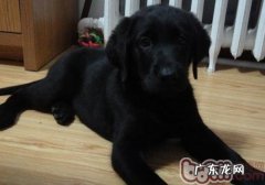 老年人养宠物的常见问题