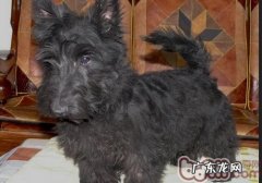 分辨苏格兰梗是不是非纯种