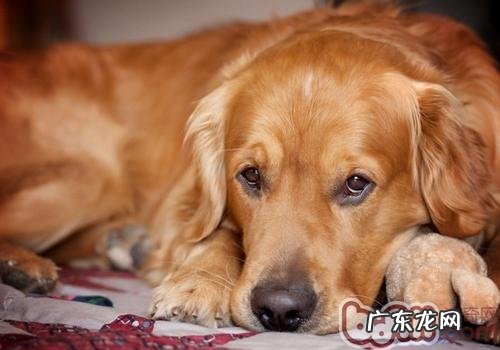 怎样和狗增进感情