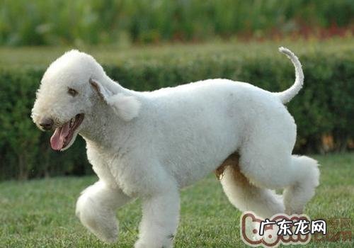 狗的睡眠质量特性