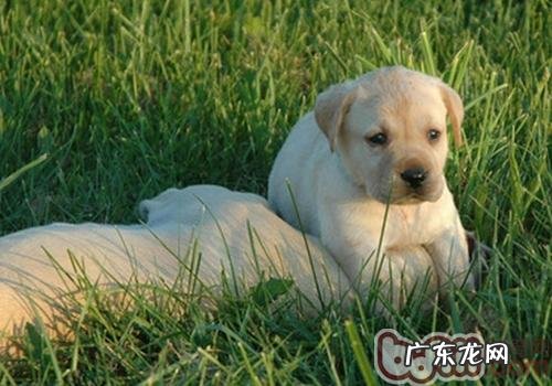 为何狗喜爱在地面上翻滚