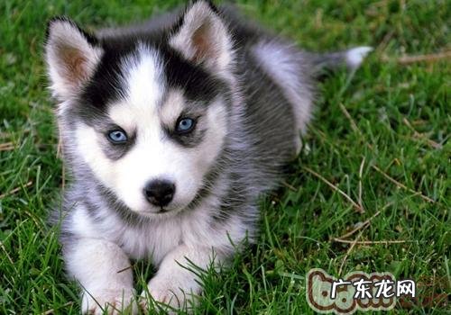 怎样摆脱狗的心理恐惧