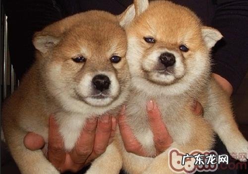 为何狗喜爱挠脸