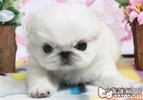 小狗是怎样释放压力的？