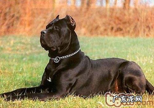 小狗牙线棒的操作方法