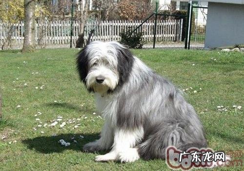 狗狗爪子冰冷该怎么办