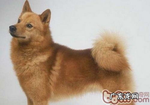 小狗犯错误时的解决方式