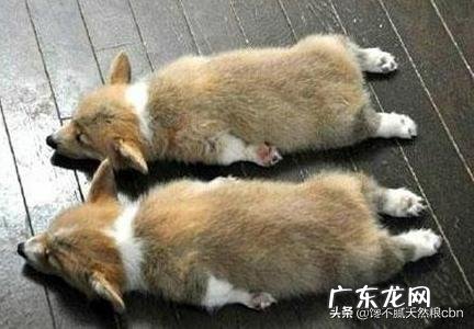 柯基犬怎么养,柯基犬能看家吗?