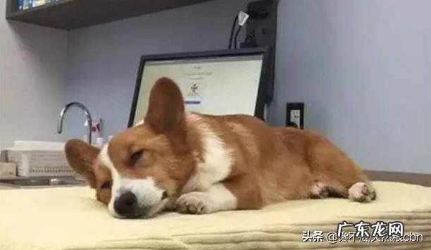 柯基犬怎么养,柯基犬能看家吗?