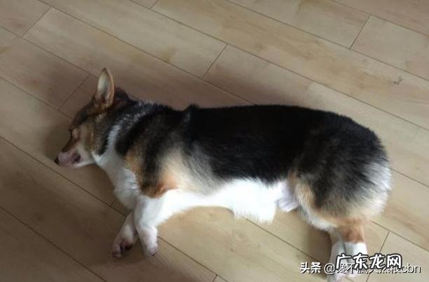 柯基犬怎么养,柯基犬能看家吗?