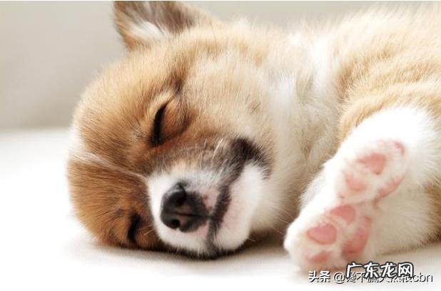 柯基犬怎么养,柯基犬能看家吗?