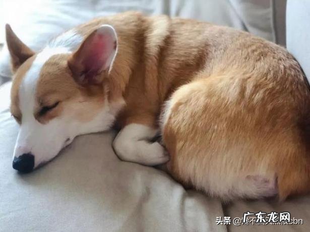 柯基犬怎么养,柯基犬能看家吗?