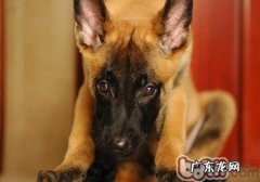 小狗食欲减退的缘故有什么