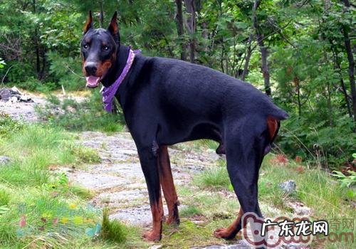 为何杜宾犬要剪耳