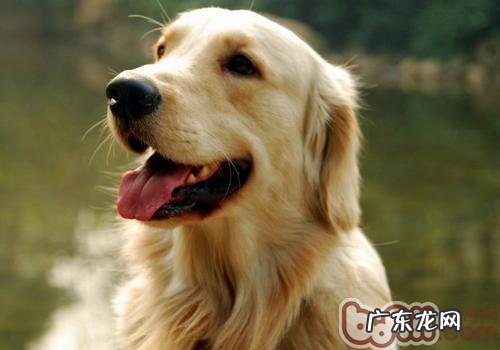 让小狗害怕的物品有什么