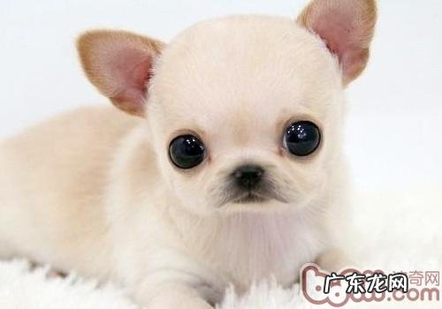 2个月吉娃娃吃啥