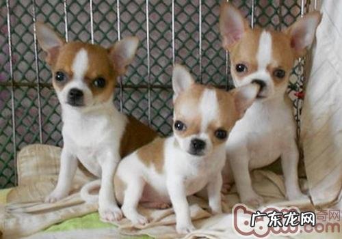 吉娃娃为何没小尾巴