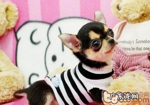 吉娃娃狗窝的做法