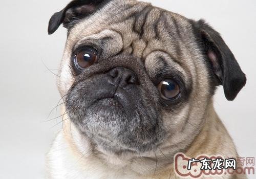 怎样帮小狗滴眼药