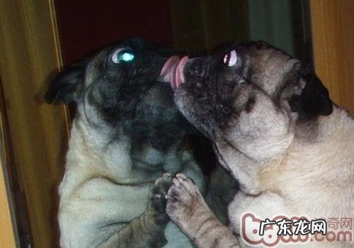 小狗照镜有哪些反映