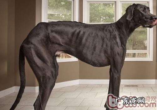 小狗吃太饱有哪些危害