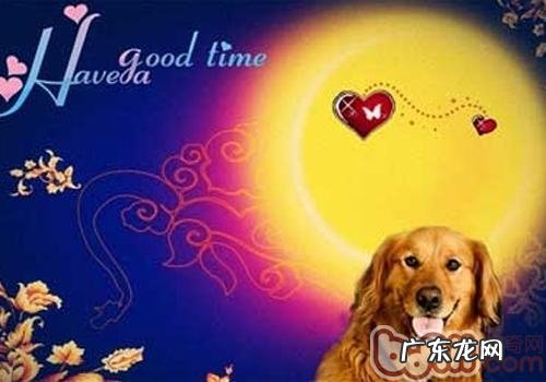 新春佳节即将到来,是不是与小狗一同品“月”