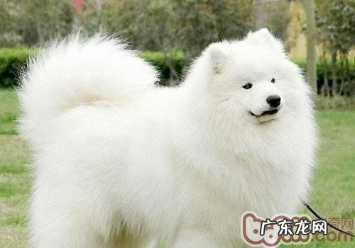 小狗吃美毛粉好么