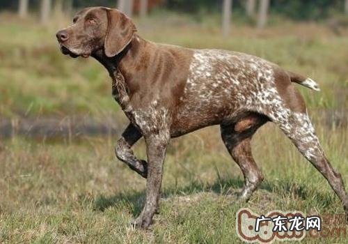 小狗手术前后的常见问题