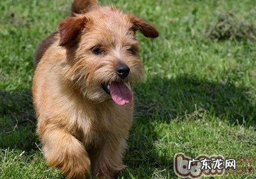 为何有时候狗狗睡觉会发出声响