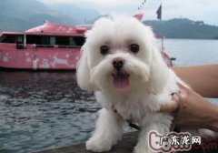 狗狗牙齿松脱的缘故有什么