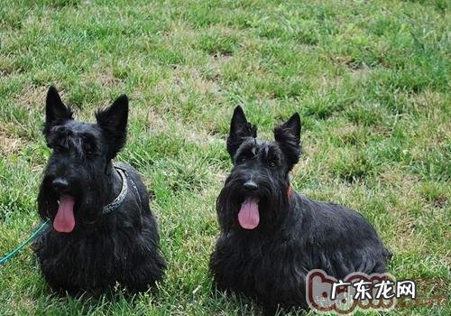 如何看小狗的牙齿磨损水平