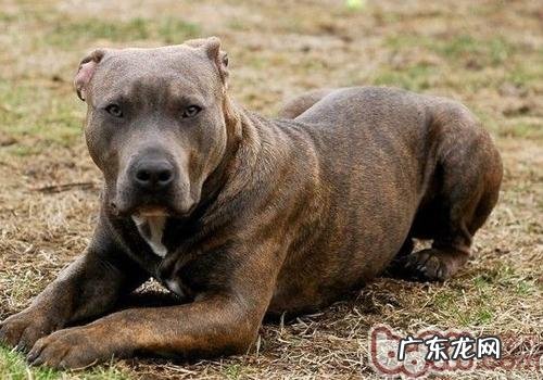 狗狗舔了创口该怎么办