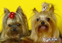 小狗为何一直舔毛