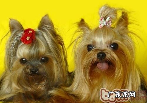 小狗为何一直舔毛