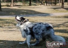 狗狗的味觉如何