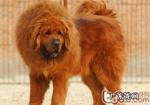 小狗被咬到了该怎么办