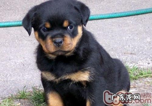 狂犬病疫苗不良反应