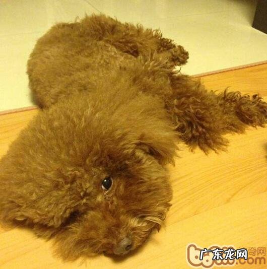 怎样照料老年人犬